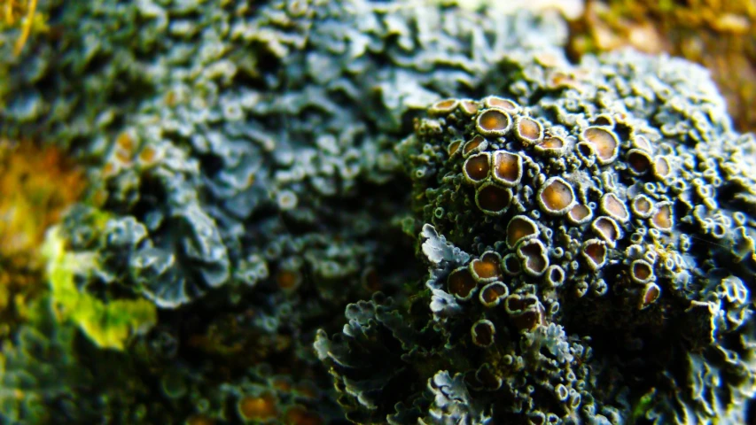 an image of a bunch of plants that are under water