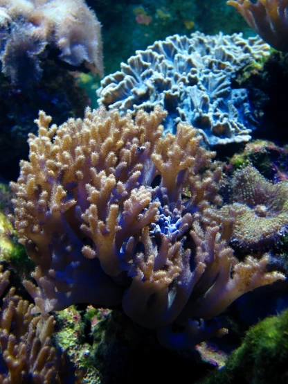 a close up of some corals in the ocean