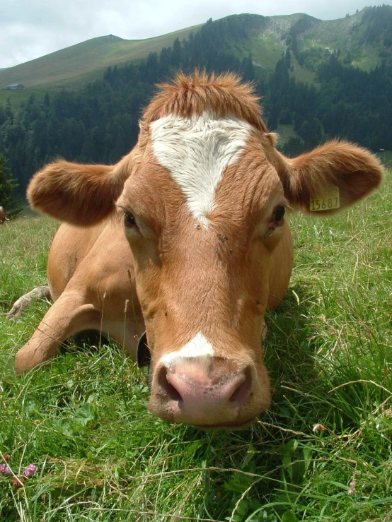 a brown cow sitting in the grass and staring