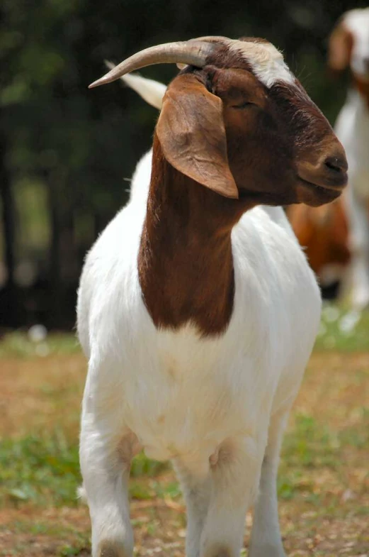 an adorable goat standing outside by himself