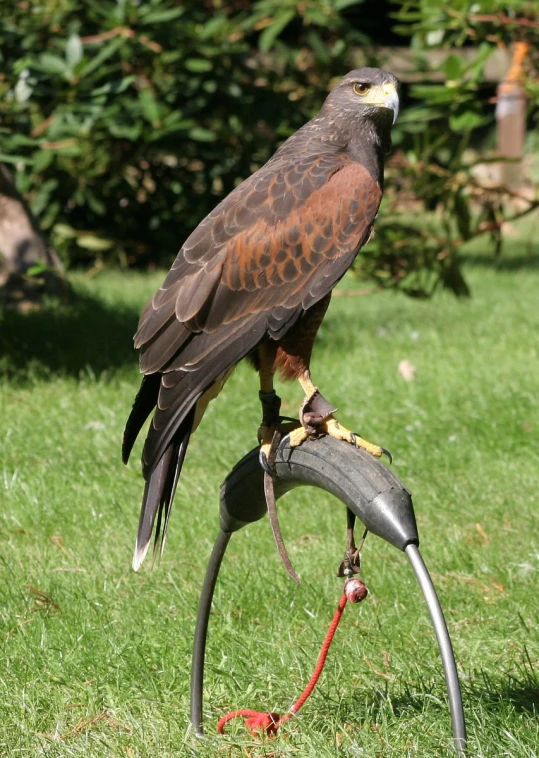 a large bird perched on a metal leg