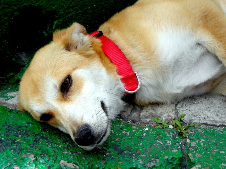 a yellow dog laying down with its head resting on his chest