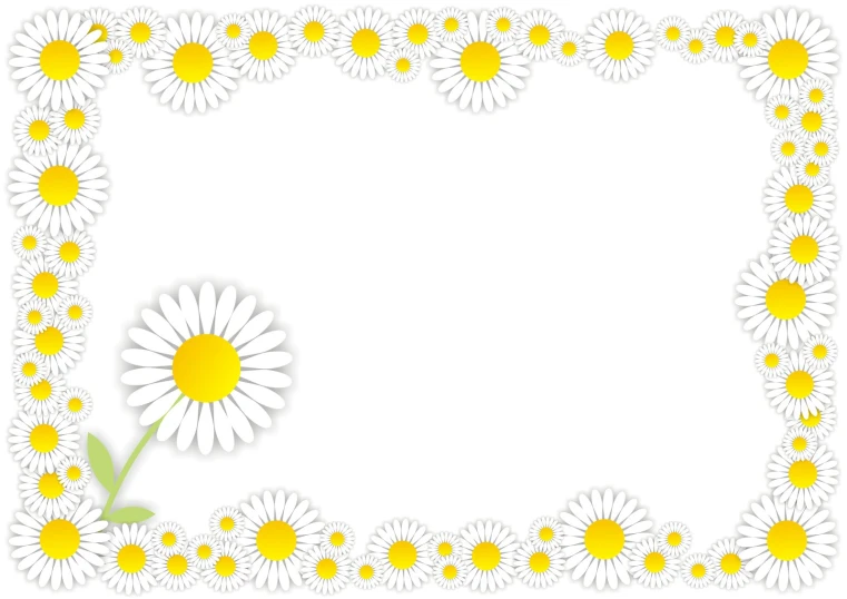 a white background with yellow and white flowers