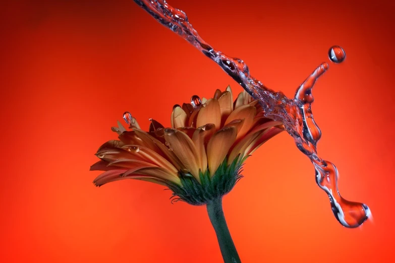 a drop falling off of a orange flower