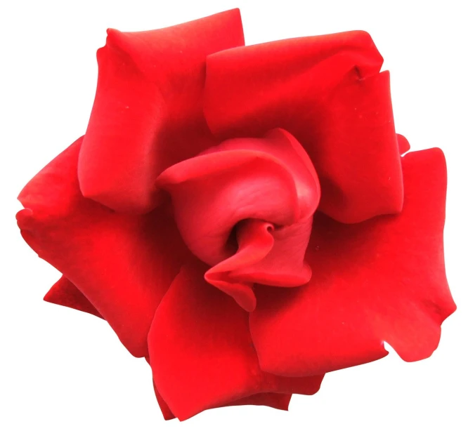 a close up image of a red rose