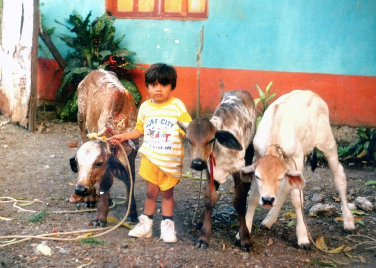 there is a little boy standing next to some baby cows