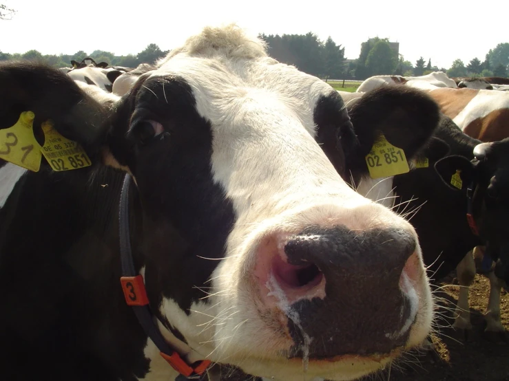 black and white cows looking directly into the camera