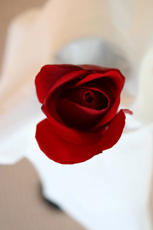a closeup image of a red rose