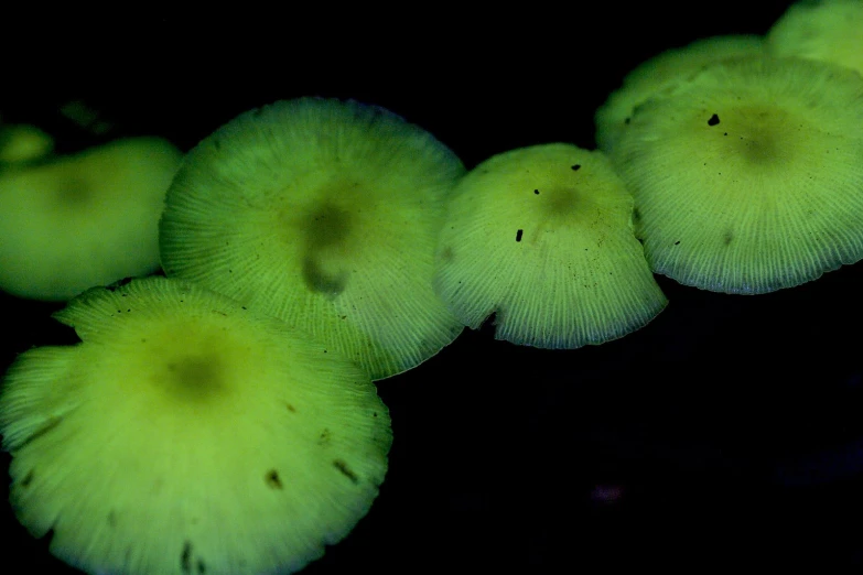 five green mushrooms glow bright at night