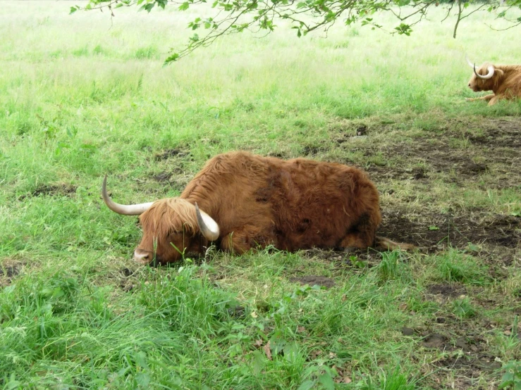 two long horn cows grazing in the wild