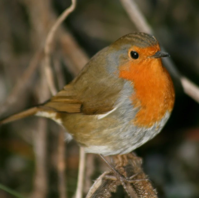 a bird with red chest sits on a tree limb