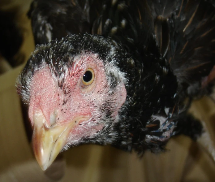 a black bird with a red and gray colored beak