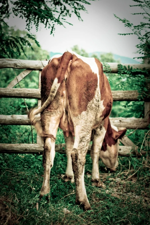 the brown and white cow is eating the grass