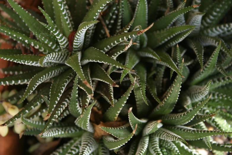 a very close up s of some pretty plants