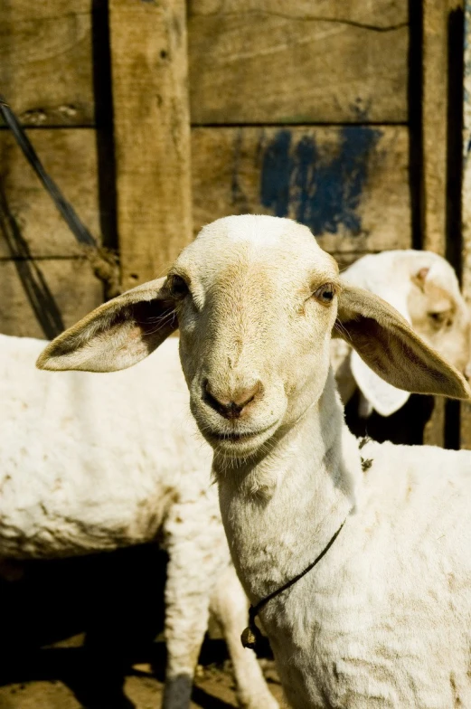 a lamb standing next to two others looking into the camera