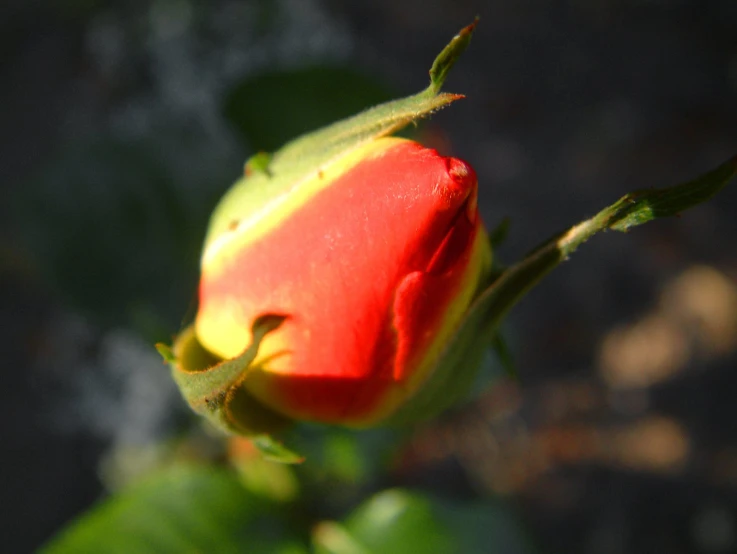 the single flower bud on the plant is almost empty