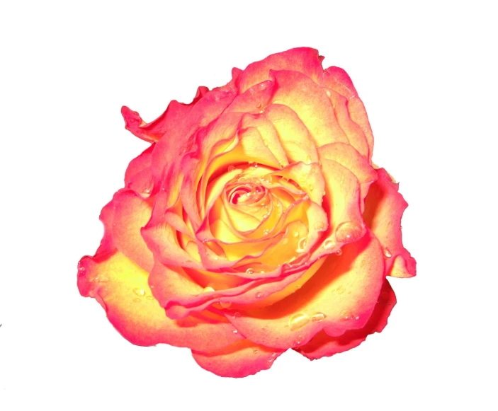 rose with yellow center that has water droplets on it