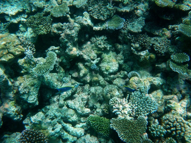 an ocean coral that has been bleachers on