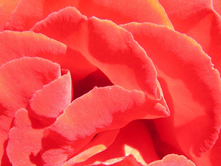 close up view of a beautiful red flower