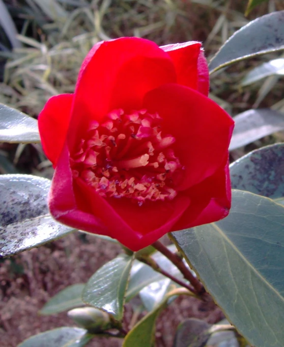 a red flower is opening to reveal petals