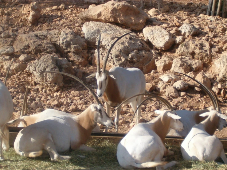 goats resting in a pen and grazing on grass