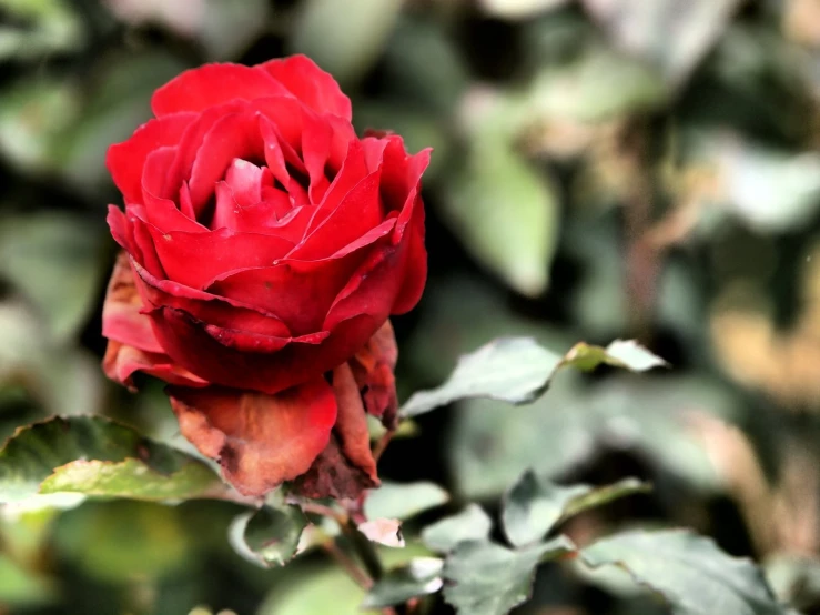 a single red rose on top of green leaves