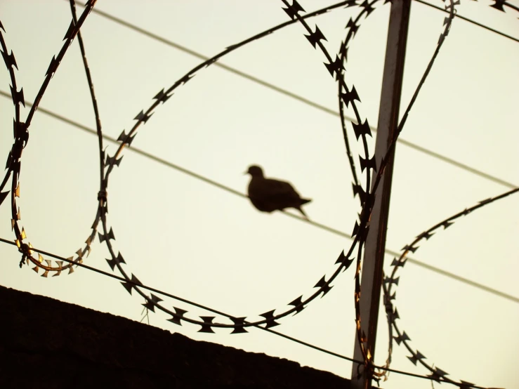 a black bird on the side of barbed wire