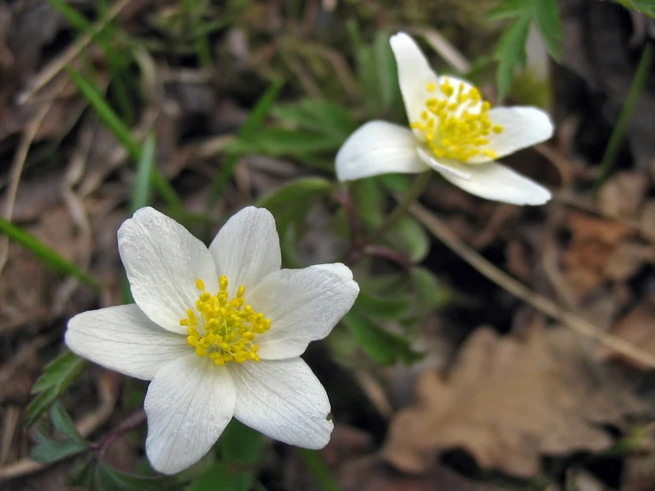 a couple of white flowers are standing next to some leaves