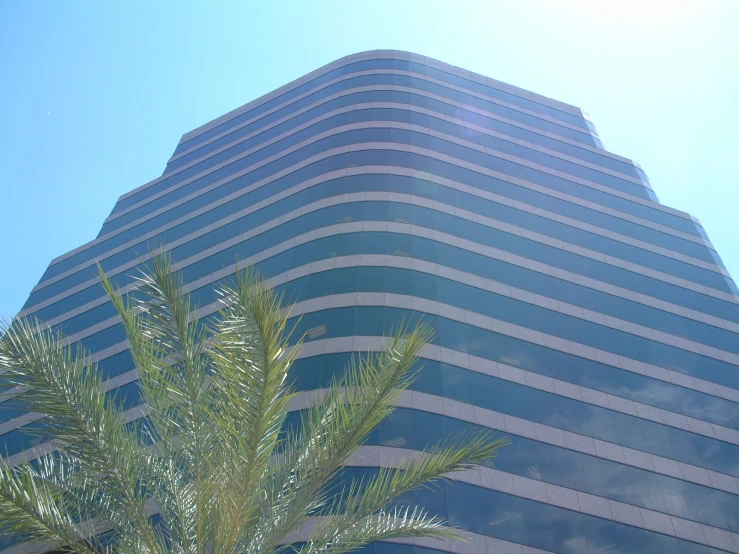 a palm tree is standing near an office building