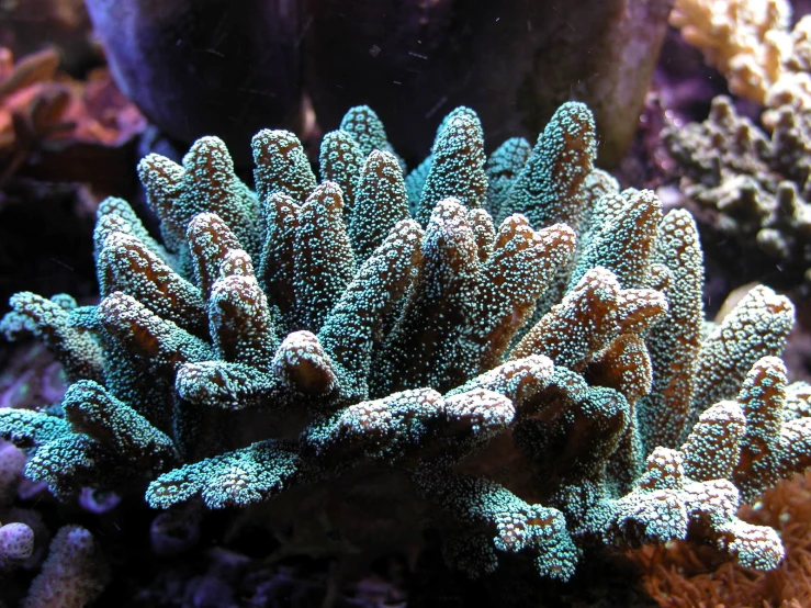there is a beautiful soft coral with green shells
