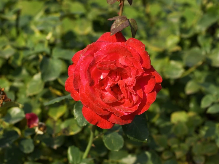 a flower that is red in the middle of leaves