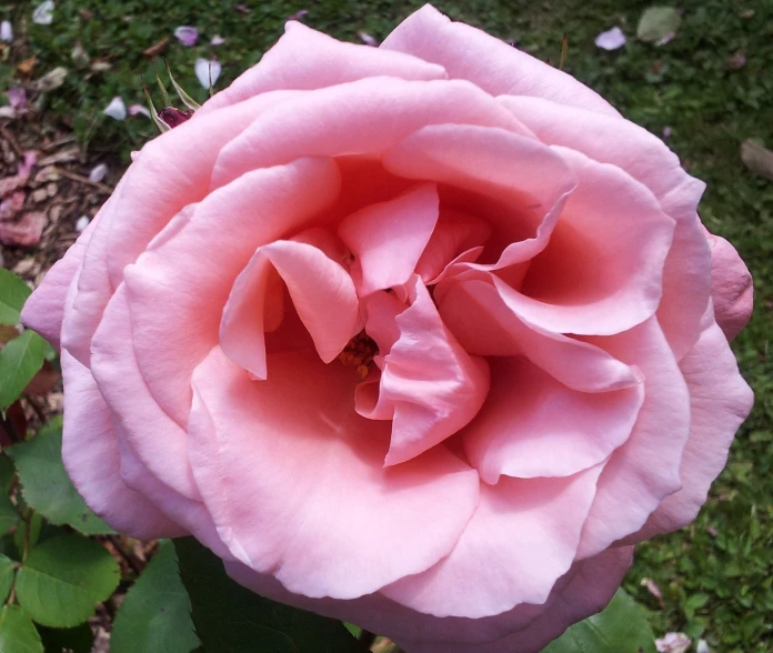 the large rose is pink and has several petals