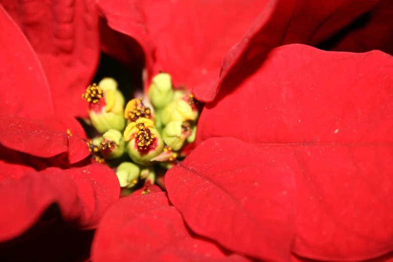 a red flower that is close to the center