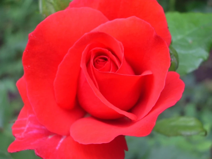 the red rose has green leaves surrounding it