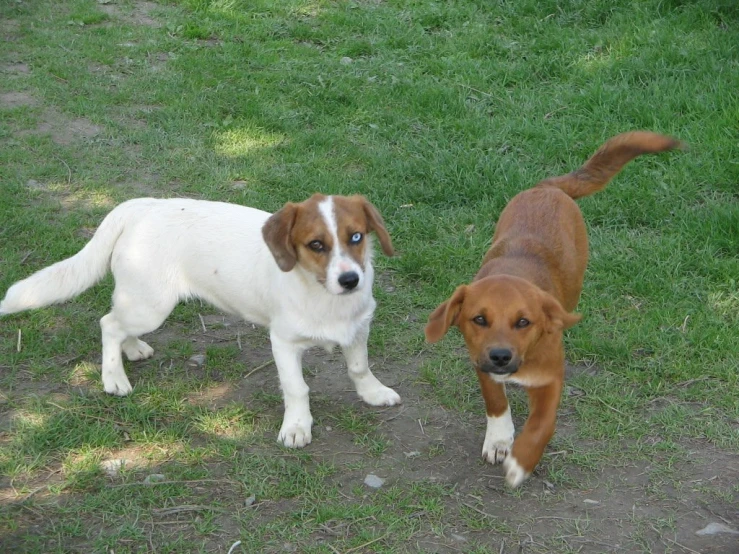 two dogs standing together in a yard with green grass