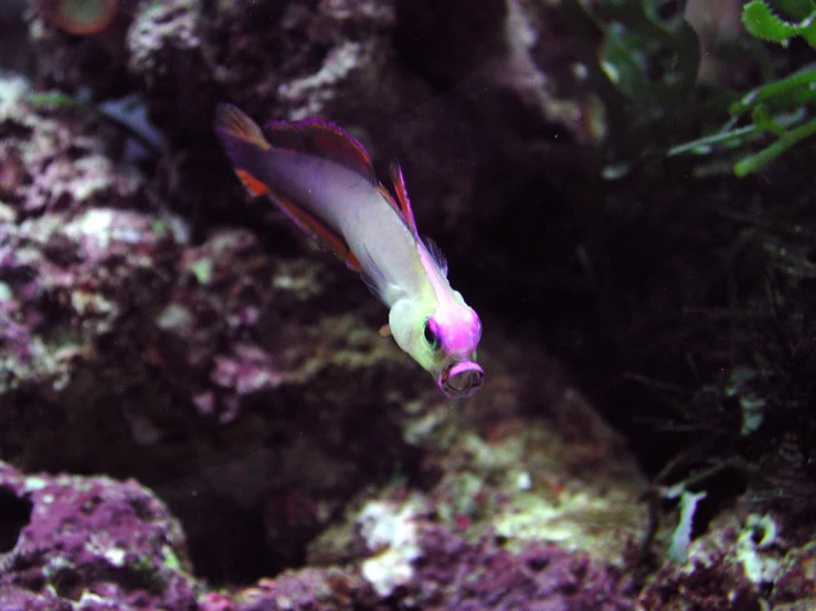 a fish in an aquarium with some corals