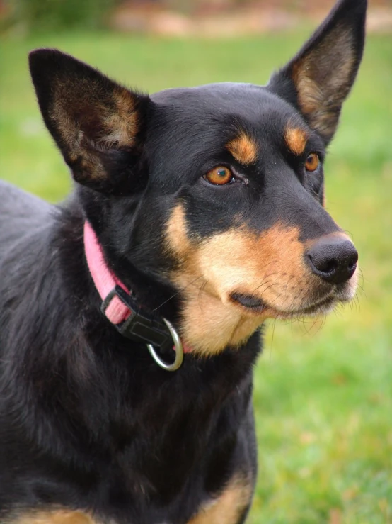 a close - up of a black and brown dog on some grass