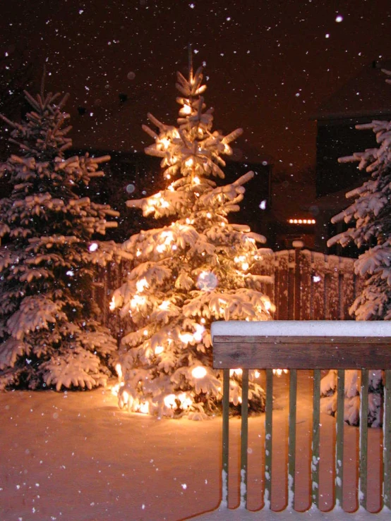 a small tree in the snow surrounded by trees