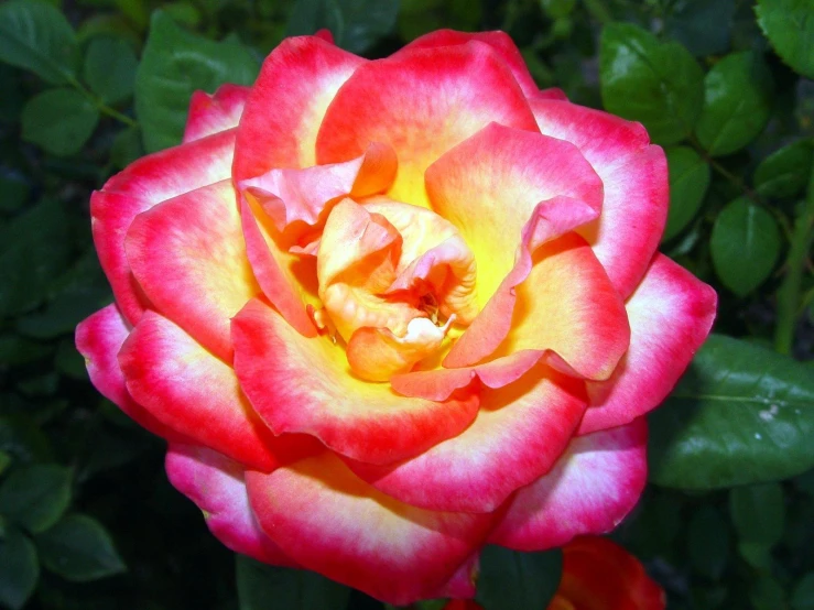 a yellow and red rose sitting next to green leaves