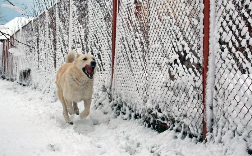 a white dog is running around the fence