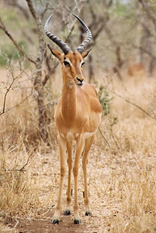 a gazelle looks straight ahead while standing in a dried bush