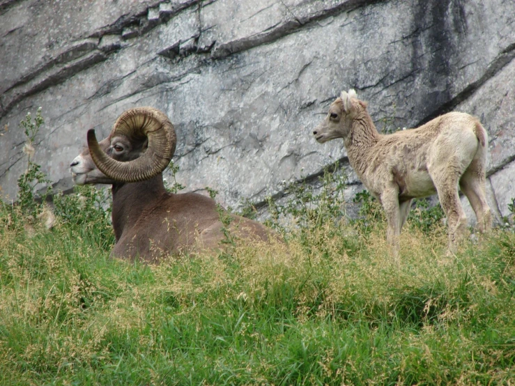 two rams resting in the grass with large rocks behind them