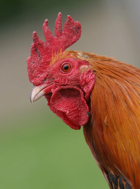 an orange and red chicken is looking straight ahead