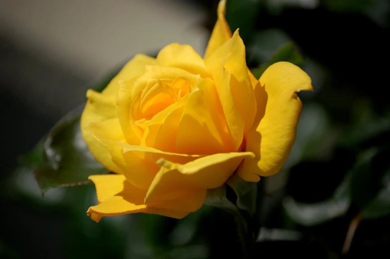 the back side of the blooming yellow rose