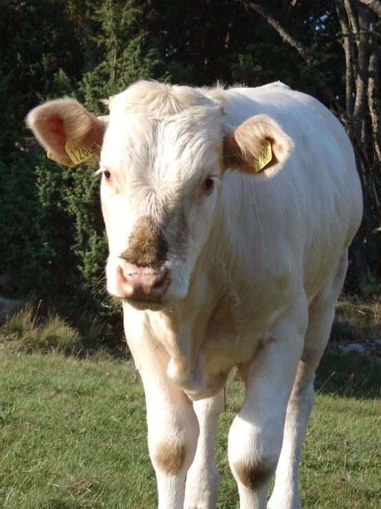 the cow is walking in the grass near trees