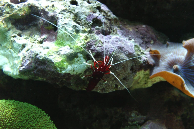 a red sea snail in an aquarium next to a rock