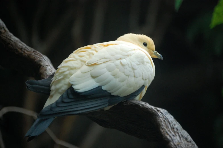 a white and yellow bird perched on a nch