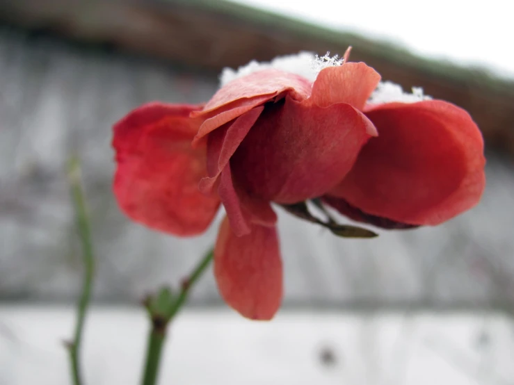 a close up of the stem of a flower with snow on top