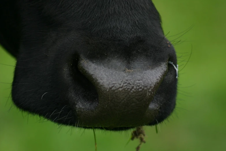 the nose of a black cow with it's head in view