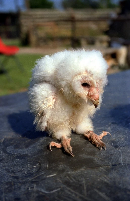 a very small white furry bird perched on a piece of concrete